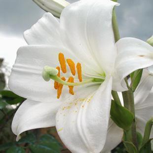giglio fiore