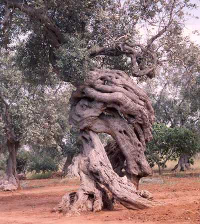 consacrazione1.jpg