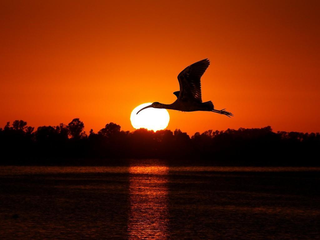 volo libero