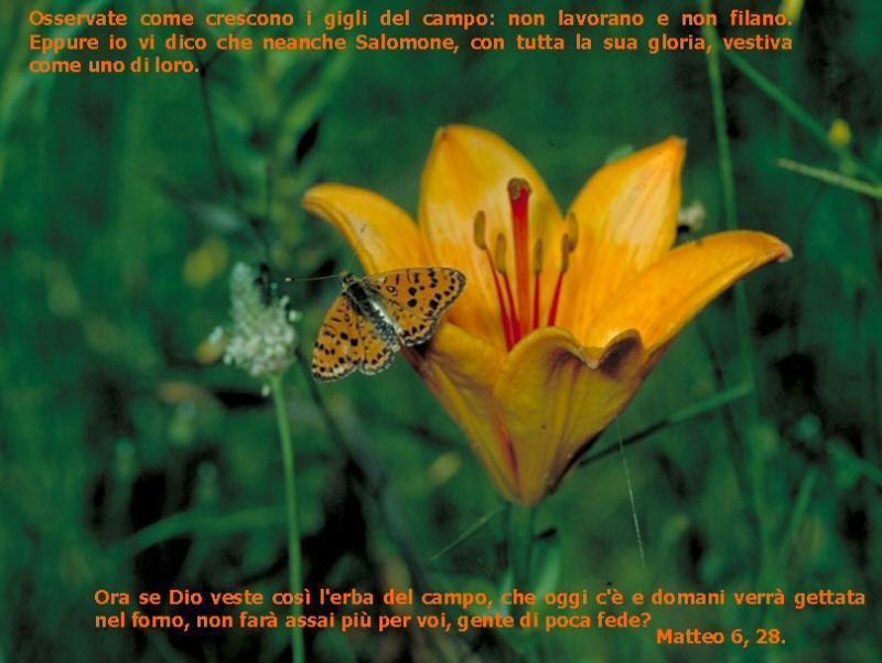 gigli-del-campo.jpg