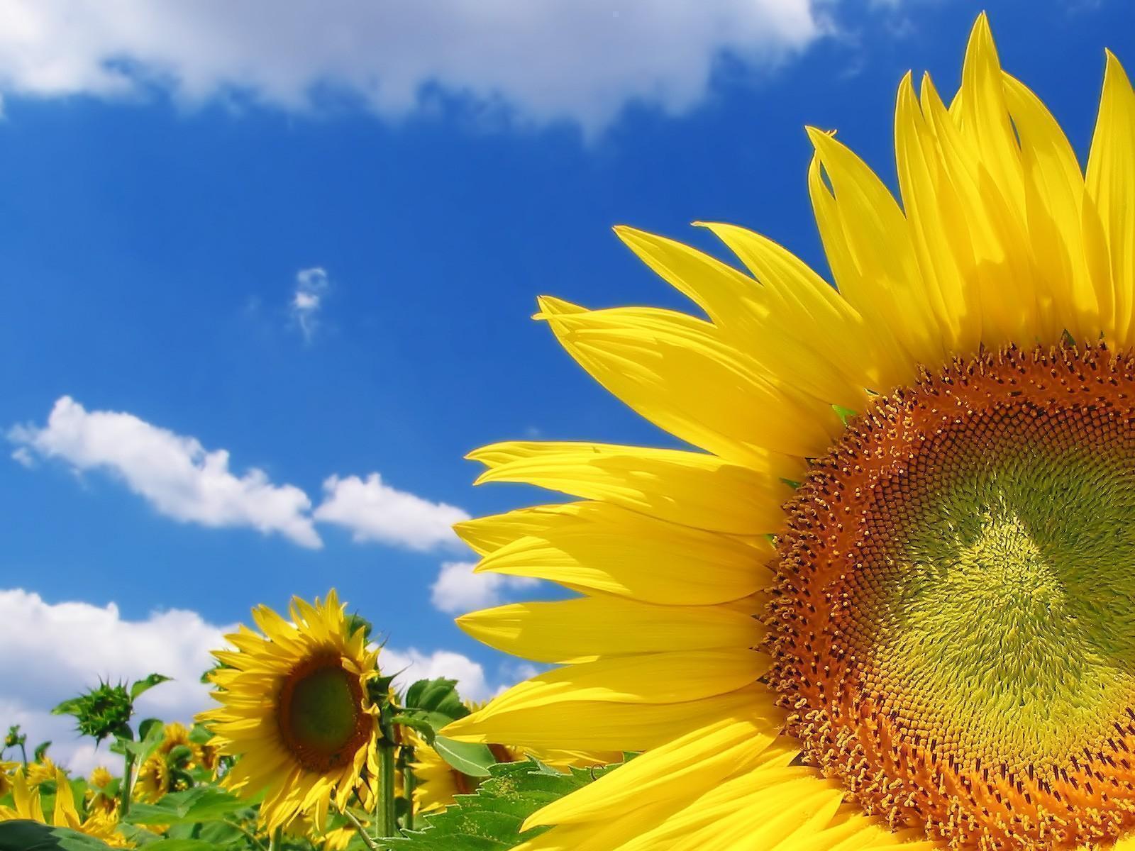 girasole-desktop.jpg