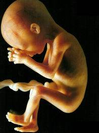 bimbo-nel-grembo-materno.jpg