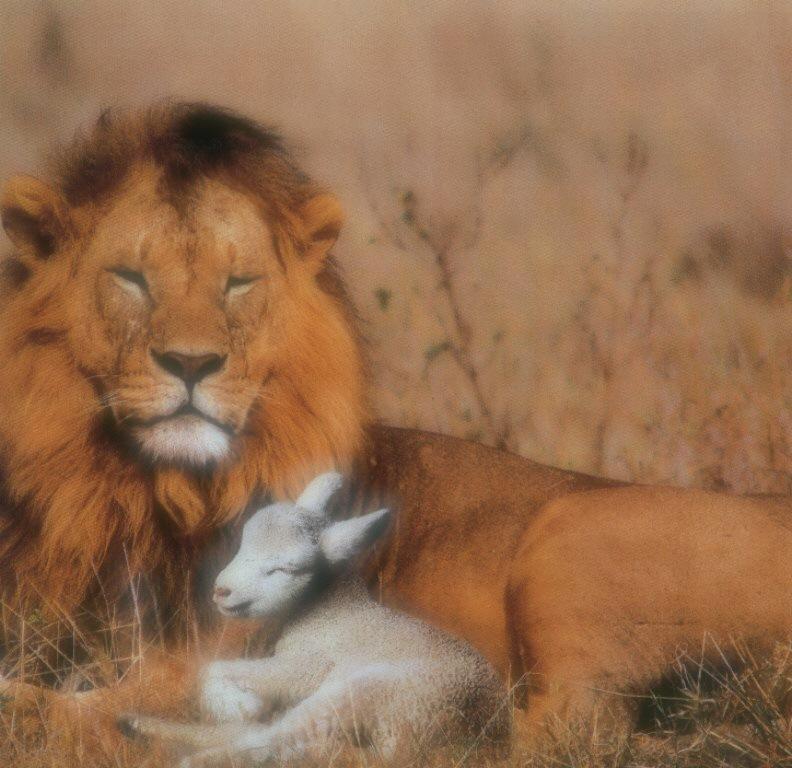 lion-and-sheep.jpg